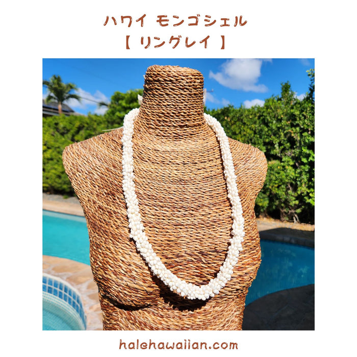 ハワイアン シェルレイ モンゴシェル【 リング レイ 】