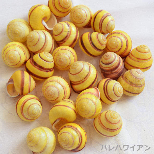 ハワイアン フラ用品 シェルパーツ【イエローランドスネイルシェル/10個】