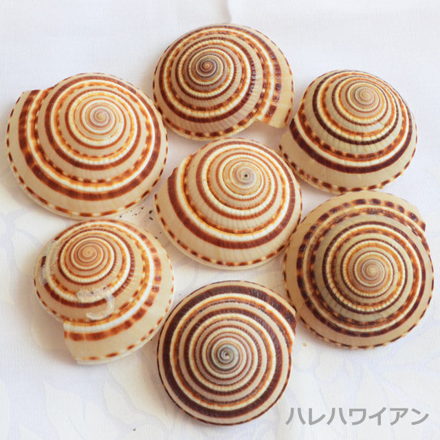 ハワイアン フラ用品 シェルパーツ【サンドテールシェル/10個】