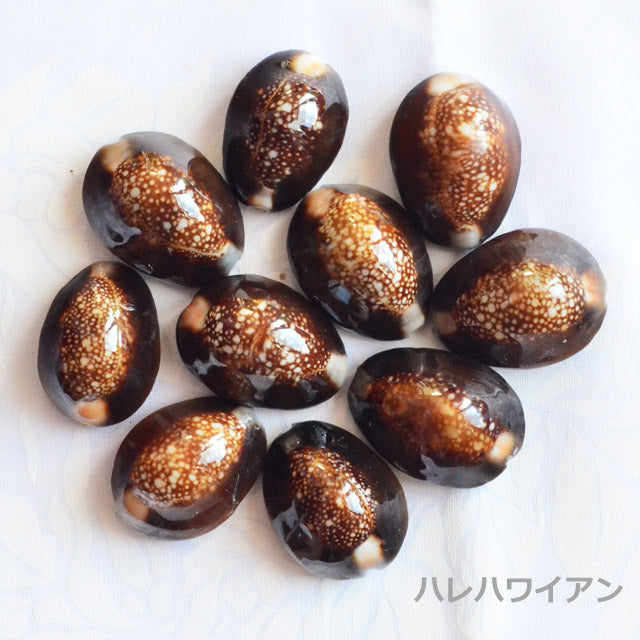 ハワイアン フラ用品 シェルパーツ【スネークヘッドシェル/10個入り】