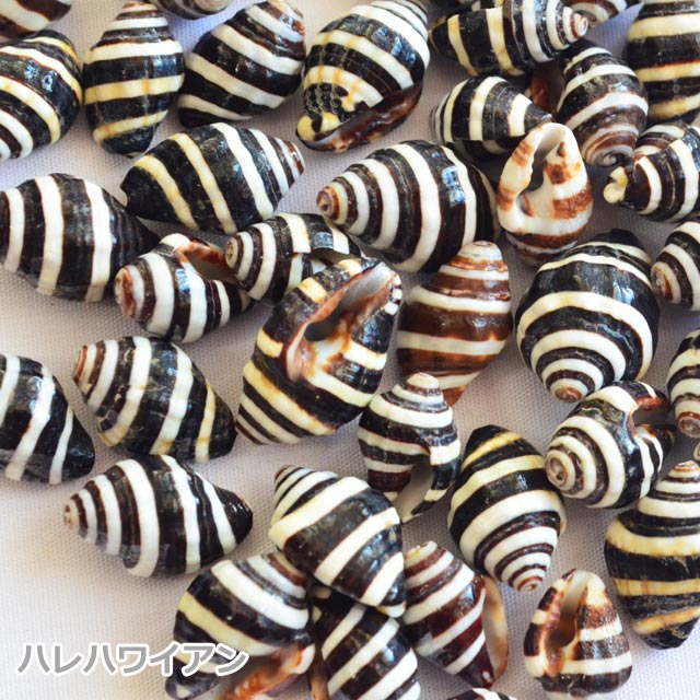 ハワイアン フラ用品 シェルパーツ【シーシェル】