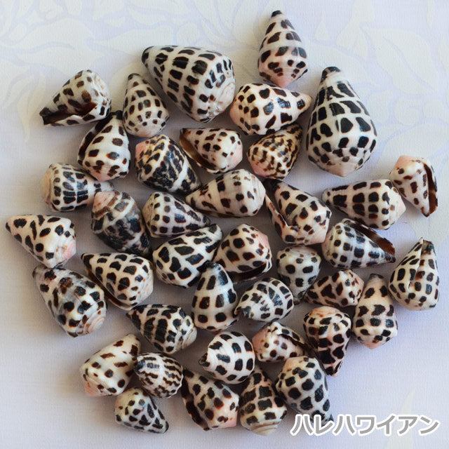 ハワイアン フラ用品 シェルパーツ【シーシェル】