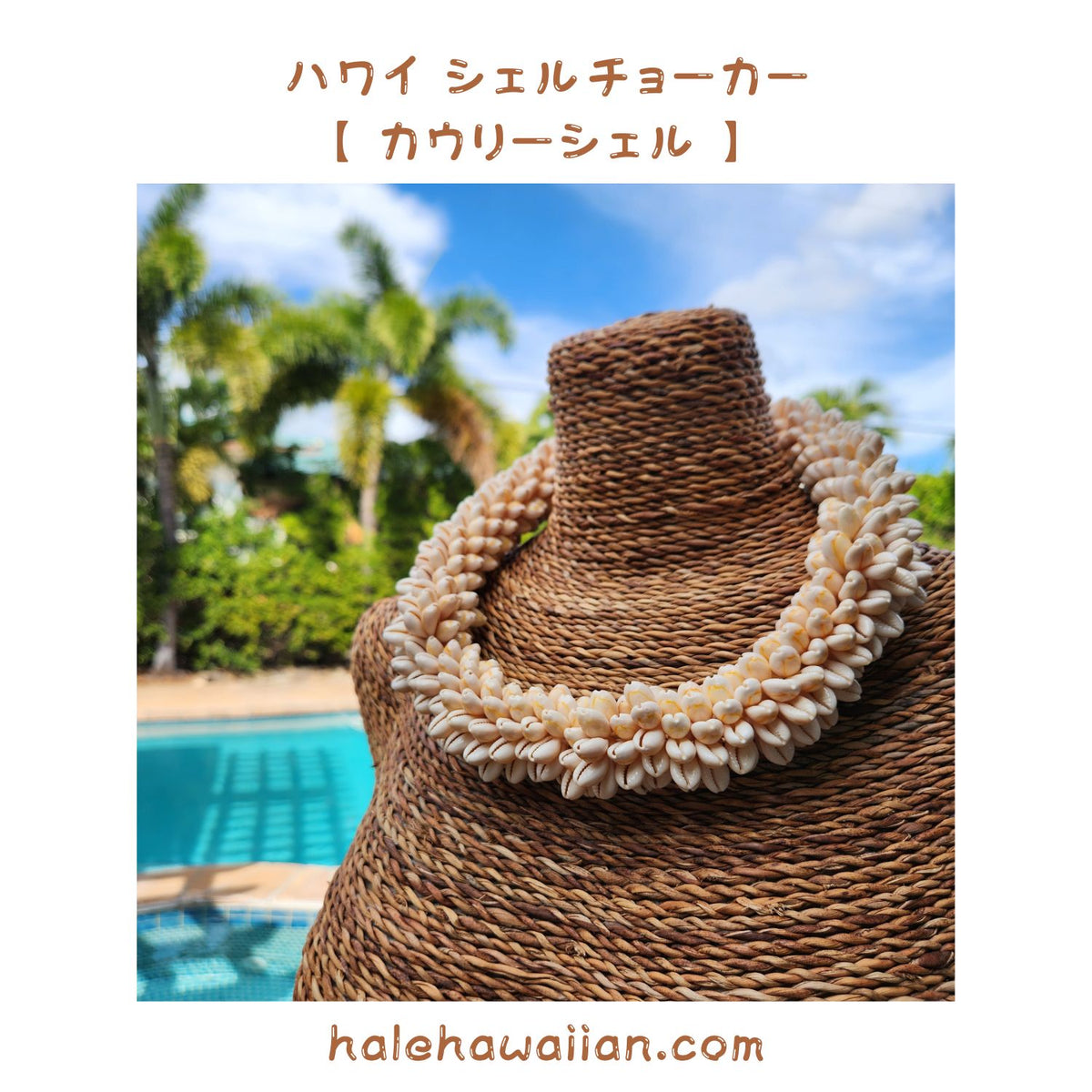 Hawaiian Hula Supplies Shell Ray [ Cowrie Shell /Ring Lei ]