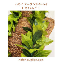 Hawaiian Hula Supplies Open Maile Long Lei [Maile Lei]