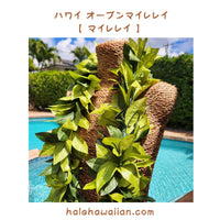 Hawaiian Hula Supplies Open Maile Long Lei [Maile Lei]