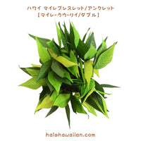 Hawaiian Hula Supplies Open Maile Long Lei [Maile Lau Lii]