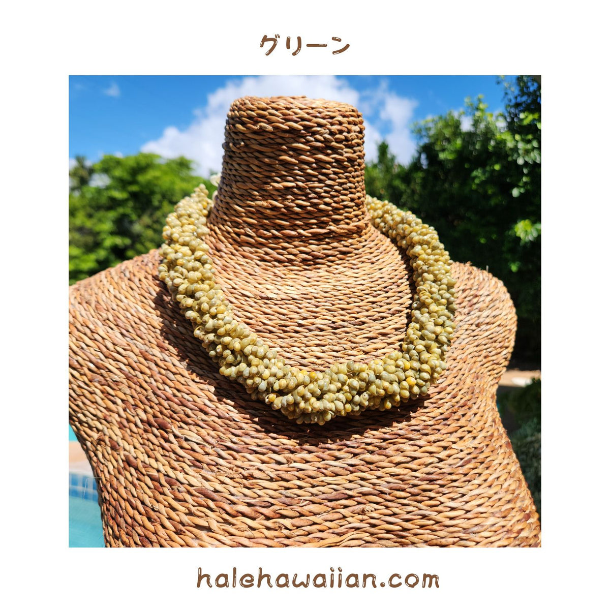 Hawaiian Shell Accessories Mongo Shell [Twisted Choker]