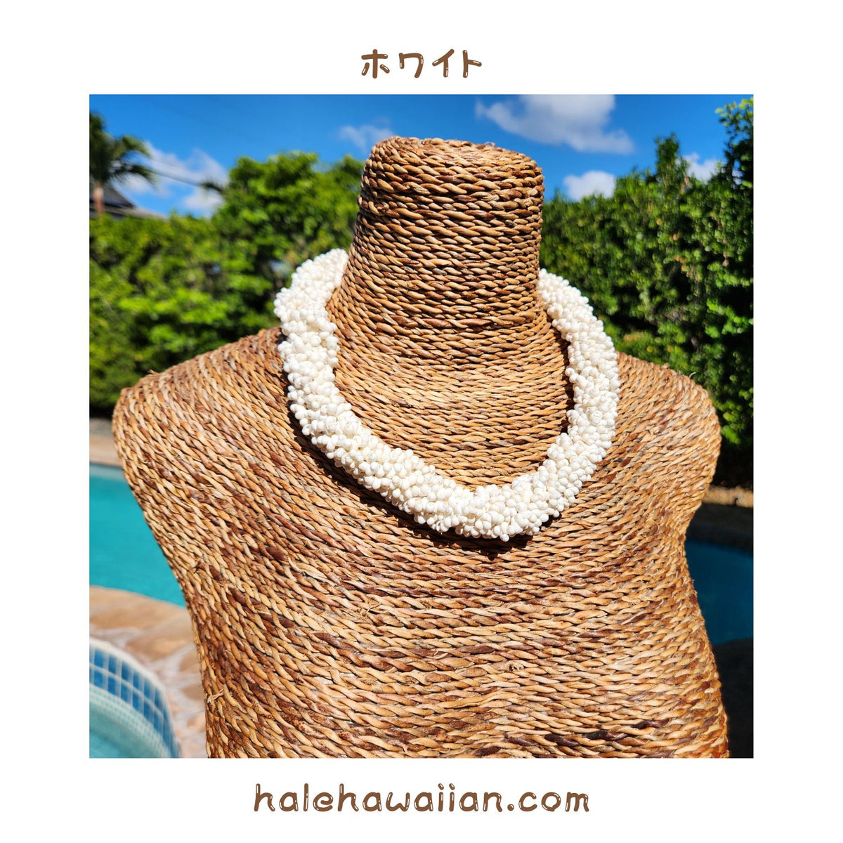 Hawaiian Shell Accessories Mongo Shell [Twisted Choker]