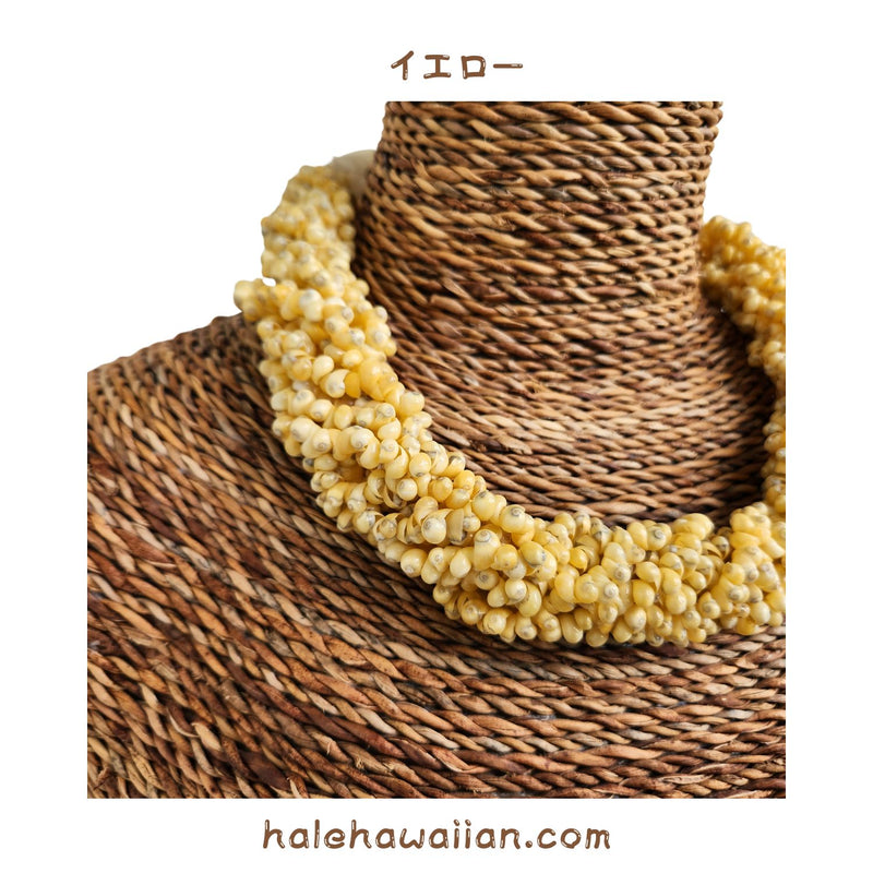 Hawaiian Shell Accessories Mongo Shell [Twisted Choker]