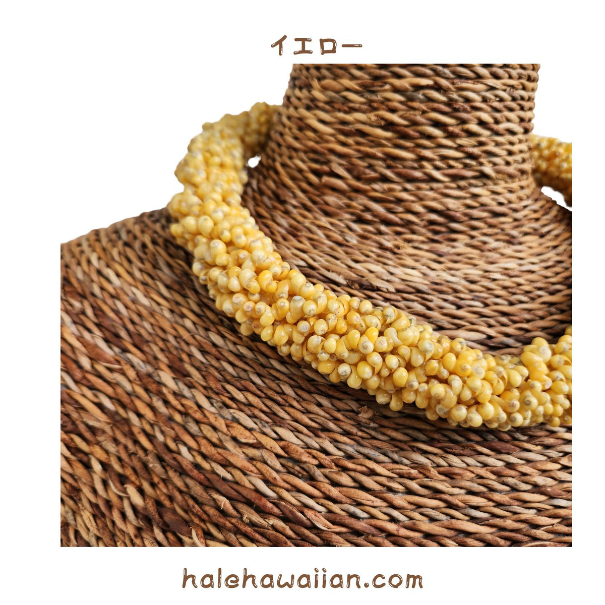 Hawaiian Shell Accessories Mongo Shell [Twisted Choker]