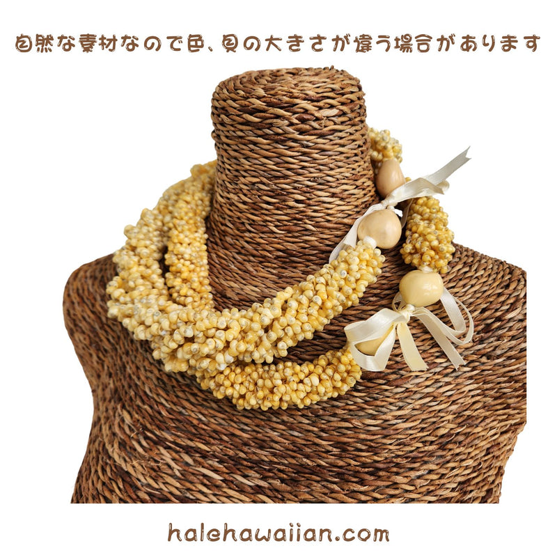 Hawaiian Shell Accessories Mongo Shell [Twisted Choker]