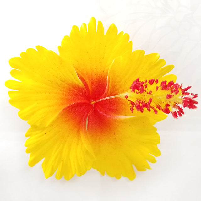 Hawaiian Hula Supplies Flower Hair Clip [Hibiscus Type C]