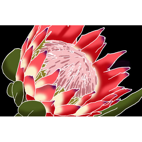 Hawaiian Pareo [Protea]